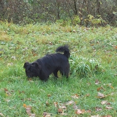 Hundetreffen 2014 im Allgäu (2)
